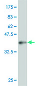 Monoclonal Anti-TCEB3 antibody produced in mouse clone 1F3, purified immunoglobulin, buffered aqueous solution
