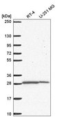Anti-UPP1 antibody produced in rabbit Prestige Antibodies® Powered by Atlas Antibodies, affinity isolated antibody