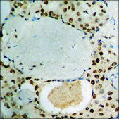 Anti-phospho-STAT1 (pSer727) antibody produced in rabbit affinity isolated antibody