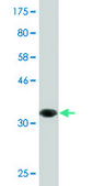 Monoclonal Anti-RASSF3 antibody produced in mouse clone 3A5, purified immunoglobulin, buffered aqueous solution