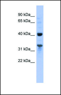 Anti-MRPL37, (N-terminal) antibody produced in rabbit affinity isolated antibody