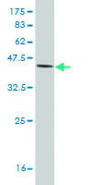 Monoclonal Anti-IL18BP antibody produced in mouse clone 2A9, purified immunoglobulin, buffered aqueous solution