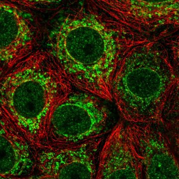 Anti-ICAM3 antibody produced in rabbit Prestige Antibodies&#174; Powered by Atlas Antibodies, affinity isolated antibody