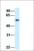 Anti-SLC29A2 antibody produced in rabbit affinity isolated antibody