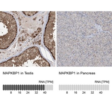 Anti-MAPKBP1 antibody produced in rabbit Prestige Antibodies&#174; Powered by Atlas Antibodies, affinity isolated antibody, buffered aqueous glycerol solution