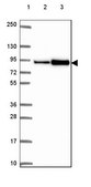 Anti-ASAH2 antibody produced in rabbit Prestige Antibodies® Powered by Atlas Antibodies, affinity isolated antibody, buffered aqueous glycerol solution