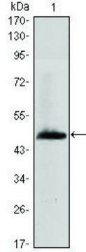 Monoclonal Anti-HAS1 antibody produced in mouse clone 3E10, ascites fluid