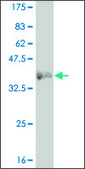 ANTI-LMO2 antibody produced in mouse clone 4C6, purified immunoglobulin, buffered aqueous solution