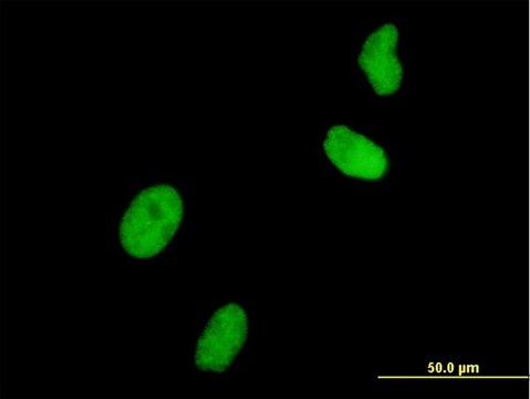 单克隆抗UHRF1 小鼠抗 clone 3A11, purified immunoglobulin, buffered aqueous solution