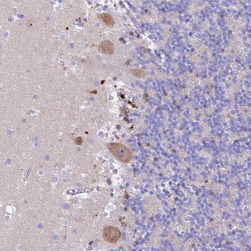 Anti-PRNP antibody produced in rabbit Prestige Antibodies&#174; Powered by Atlas Antibodies, affinity isolated antibody, buffered aqueous glycerol solution