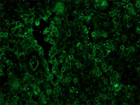 Anti-Sheep IgG (whole molecule)&#8722;FITC antibody produced in rabbit IgG fraction of antiserum, buffered aqueous solution