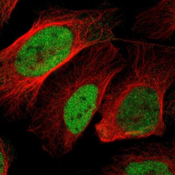 Anti-BOC antibody produced in rabbit Prestige Antibodies&#174; Powered by Atlas Antibodies, affinity isolated antibody