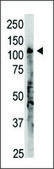 Anti-OAS3 (C-term) antibody produced in rabbit IgG fraction of antiserum, buffered aqueous solution