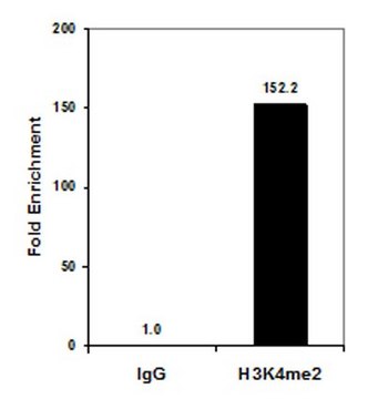 Anti-Dimethyl Histone H3 (Lys4) Antibody, clone CMA303, Trial Size clone CMA303, from mouse