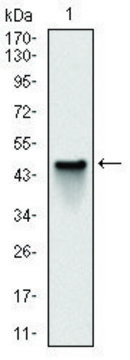 Monoclonal Anti-NQO1 antibody produced in mouse clone 4D12, ascites fluid