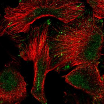 Anti-PWWP2A antibody produced in rabbit Prestige Antibodies&#174; Powered by Atlas Antibodies, affinity isolated antibody