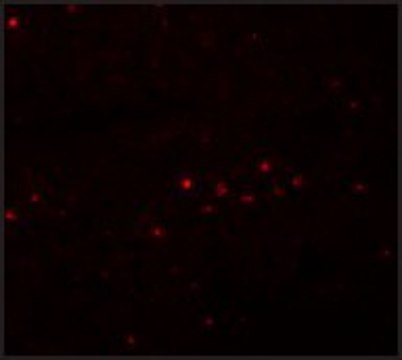 Anti-EFHD1 antibody produced in rabbit affinity isolated antibody, buffered aqueous solution