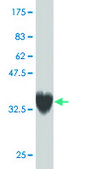 ANTI-ZNF207 antibody produced in mouse clone 8G7, purified immunoglobulin, buffered aqueous solution