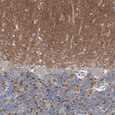Anti-PCLO antibody produced in rabbit Prestige Antibodies® Powered by Atlas Antibodies, affinity isolated antibody, buffered aqueous glycerol solution