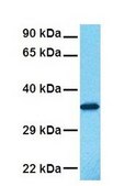Anti-ANXA3 (AB1) antibody produced in rabbit IgG fraction of antiserum