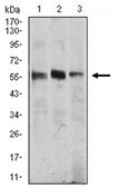 Anti-CAMK4, clone 8C5B8 Antibody clone 8C5B8, from mouse