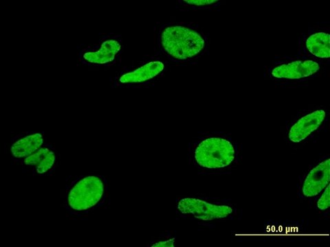 Monoclonal Anti-HNRPA1 antibody produced in mouse clone 2E6, purified immunoglobulin, buffered aqueous solution