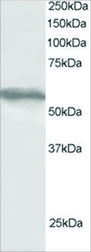 Anti-TRIM4 antibody produced in goat affinity isolated antibody, buffered aqueous solution