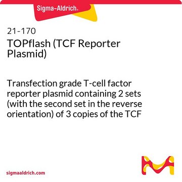 TOPflash（TCF报告质粒） Transfection grade T-cell factor reporter plasmid containing 2 sets (with the second set in the reverse orientation) of 3 copies of the TCF binding site (wild type) upstream of the Thymidine Kinase minimal promoter and Luciferase open reading frame.