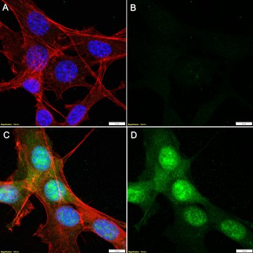 Anti-Cas9 Antibody, clone 1C12-H1 ZooMAb&#174; Rabbit Monoclonal recombinant, expressed in HEK 293 cells