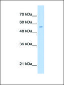 Anti-PGS1 (AB1) antibody produced in rabbit affinity isolated antibody