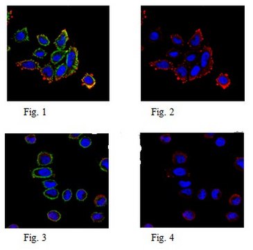 Anti-Puromycin Antibody, clone 4G11 clone 4G11, from mouse