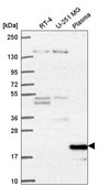 Anti-CCNC antibody produced in rabbit Prestige Antibodies® Powered by Atlas Antibodies, affinity isolated antibody
