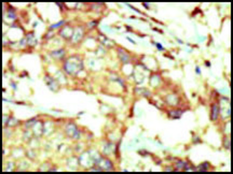 Anti-PI4KCA (N-term) antibody produced in rabbit IgG fraction of antiserum, buffered aqueous solution