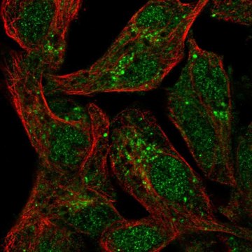 Anti-SPRY1 antibody produced in rabbit Prestige Antibodies&#174; Powered by Atlas Antibodies, affinity isolated antibody