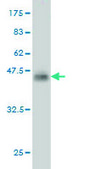 Monoclonal Anti-SNAPC4 antibody produced in mouse clone 1D1, purified immunoglobulin, buffered aqueous solution