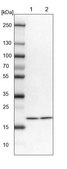 Anti-UBE2L3 antibody produced in rabbit Prestige Antibodies® Powered by Atlas Antibodies, affinity isolated antibody, buffered aqueous glycerol solution