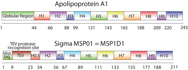 Membrane Scaffold Protein 1D1 recombinant, expressed in E. coli, buffered aqueous solution