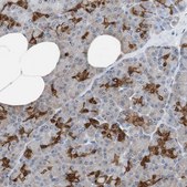 Anti-ANXA4 antibody produced in rabbit Prestige Antibodies® Powered by Atlas Antibodies, affinity isolated antibody, buffered aqueous glycerol solution