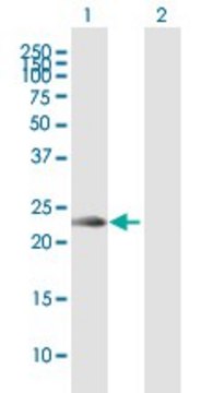 Anti-KLRC2 antibody produced in mouse purified immunoglobulin, buffered aqueous solution