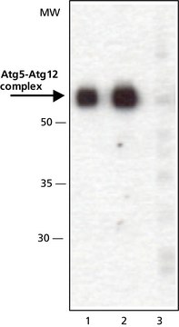 抗-ATG5（C-末端） 兔抗 ~1&#160;mg/mL, affinity isolated antibody