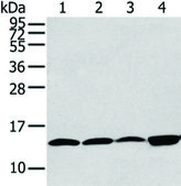 Anti-CLDND2 affinity isolated antibody