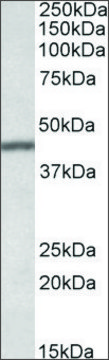 Anti-TFB2M antibody produced in goat affinity isolated antibody, buffered aqueous solution