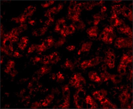 Anti-ApoA1 antibody produced in chicken affinity isolated antibody, buffered aqueous solution