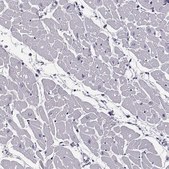 Anti-JSRP1 antibody produced in rabbit Prestige Antibodies® Powered by Atlas Antibodies, affinity isolated antibody, buffered aqueous glycerol solution