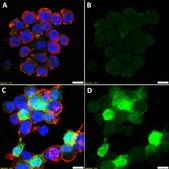 Anti-IL-1β Antibody, clone 1H20-H2 ZooMAb® Rabbit Monoclonal recombinant, expressed in HEK 293 cells