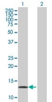 Anti-LDOC1 antibody produced in mouse purified immunoglobulin, buffered aqueous solution