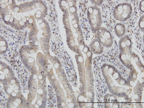 Monoclonal Anti-FIS1 antibody produced in mouse clone 1G9, purified immunoglobulin, buffered aqueous solution