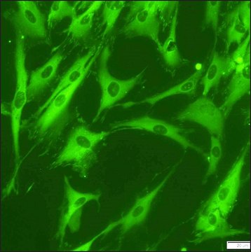 Anti-Vinculin&#8722;FITC antibody, Mouse monoclonal clone hVIN-1, purified from hybridoma cell culture