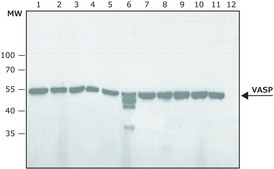 Anti-phospho-VASP [pSer239] antibody produced in rabbit ~1.0 mg/mL, affinity isolated antibody
