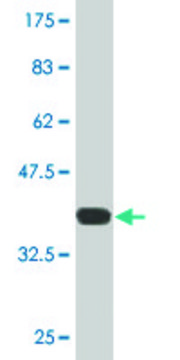 Monoclonal Anti-SNPH antibody produced in mouse clone 3B6, purified immunoglobulin, buffered aqueous solution